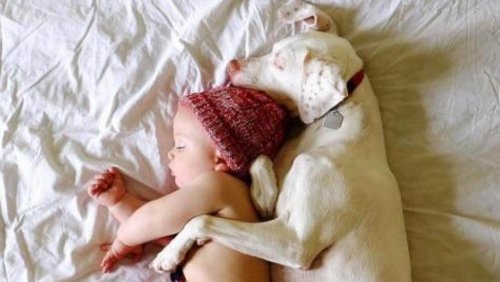 Hayvan İstismarı: Bir Bebek Köpeğe Yardım Ediyor