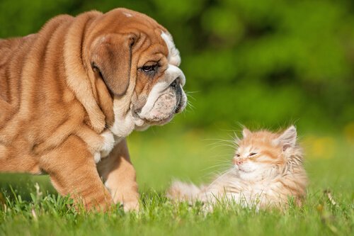 yavru kedi ve köpek bahçede