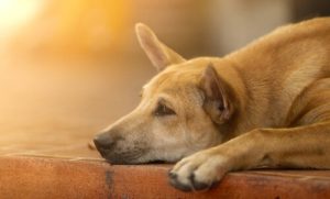 Köpekleri Neşelendirmek için 6 Yöntem