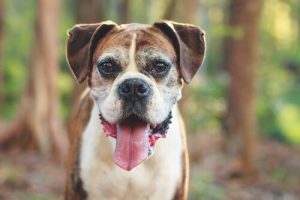 Köpeklerin Yaşlanma Belirtileri