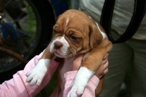 Hayvanınızı Sorunsuzca Veterinere Götürmek İçin Tavsiyeler