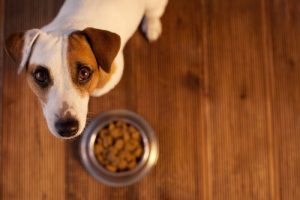 Sindirim Sistemi Problemi Yaşayan Köpekler