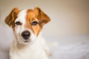 Kıskanç Köpekler: Köpekler Neden Kıskanır?
