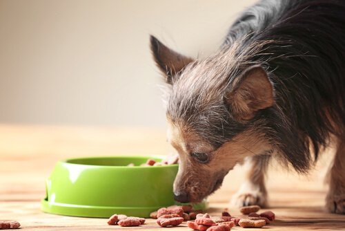 köpeğin yaşlandığını anlamak