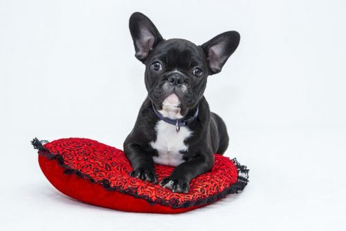 minderin üstünde köpek