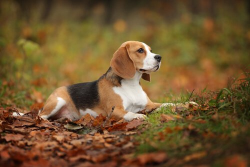 beagle köpek