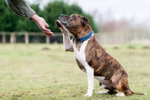 Köpeklerde Sağırlık Nasıl Teşhis Edilir?