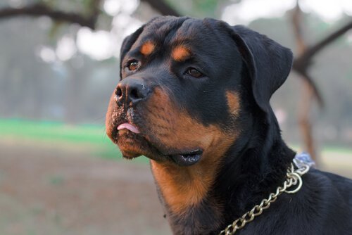 Rottweiler