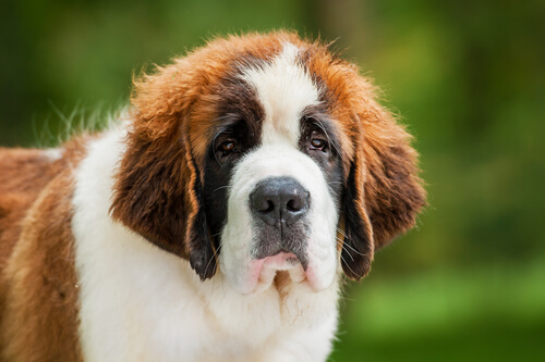 beethoven saint bernard