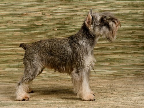 schnauzer minyatür