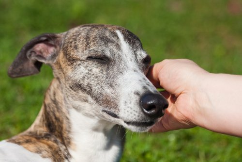 mutlu Spanish greyhound