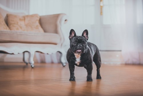evde bulldog