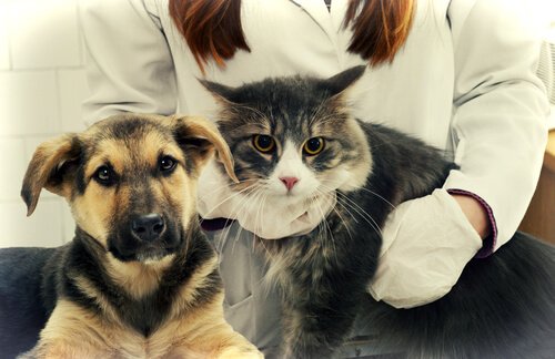 kedi ve köpek veteriner kontrolünde