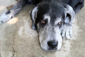 Köpeklerin Ortalama Ömürleri Ne Kadardır?