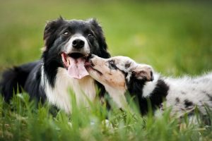 Aileye Bir Köpek Eklemek