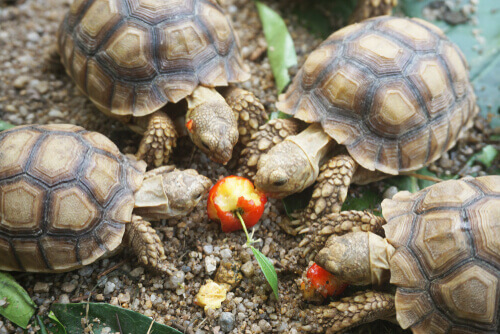 Afrika kaplumbağaları elma yiyor