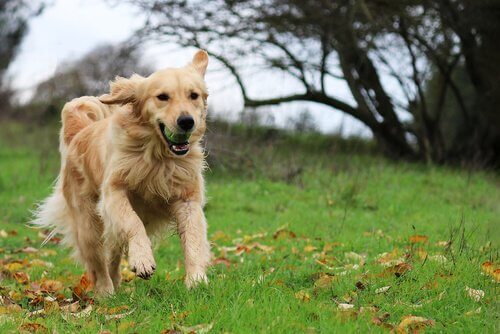 çimlerde koşan golden retriever
