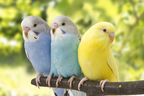 üç muhabet kuşu