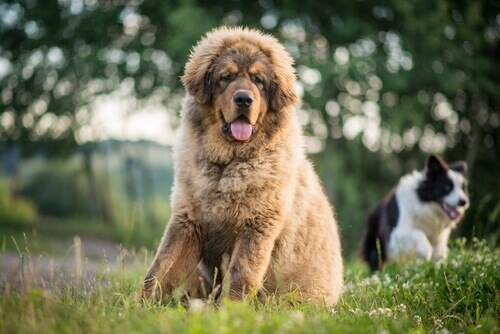 dünyanın en pahalı köpeği Tibet mastifi