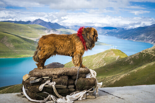dünyanın en pahalı köpeği