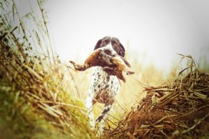 Bilmediğiniz Farklı Av Köpeği Türleri