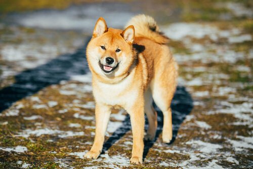 akita inu cinsi köpek