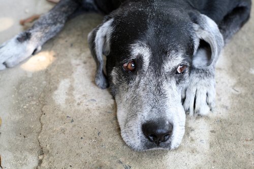 alzheimer köpek