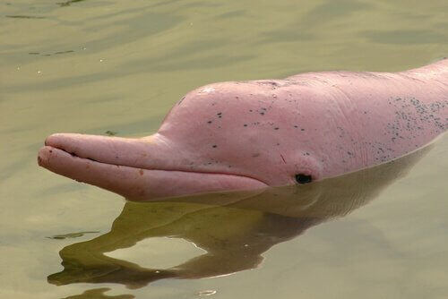 pembe renkli yunus boto