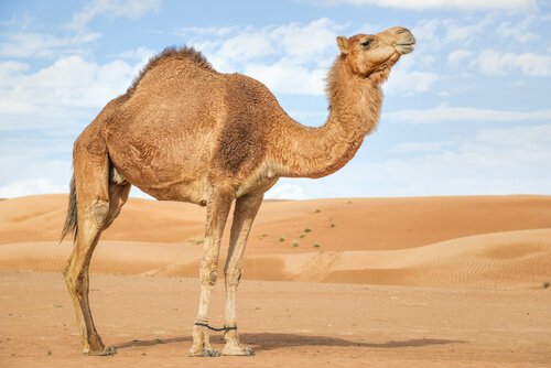 çöldeki arap develeri 