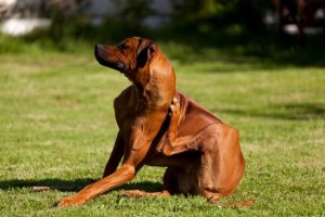Köpek Demodikozu: Sebepleri, Belirtileri ve Tedavisi