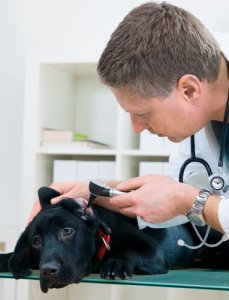 köpeklerde kulak kaşıntısı