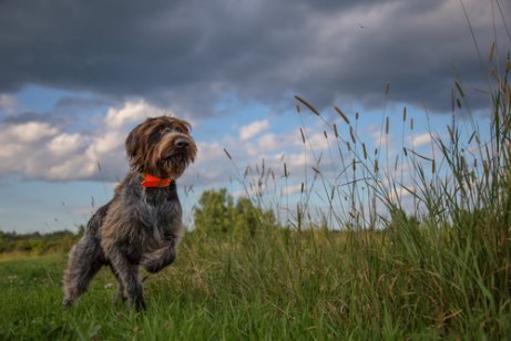 av köpekleri için isim önerileri