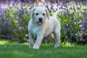 Yavru Köpekler ve Egzersiz