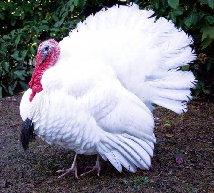 beyaz hollanda hindi türü