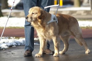 Bir Rehber Köpeğin Yaşamı Neye Benzer?