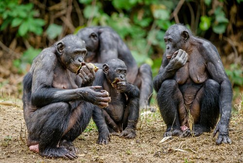 yemek yiyen bonobolar