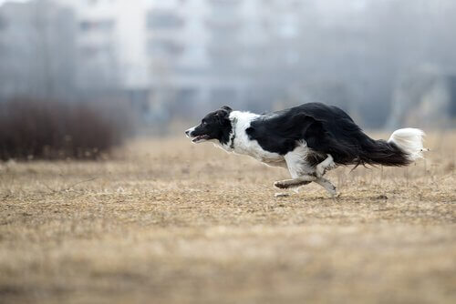 koşan border collie