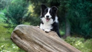 Border Collie: Çok Akıllı Bu Köpekler Nasıl Eğitilir?