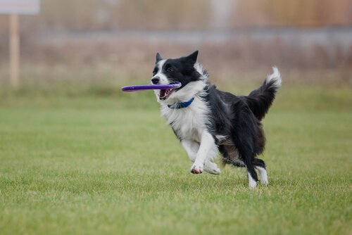 frizbi oynayan köpek
