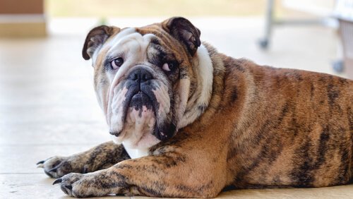 depresif bulldog