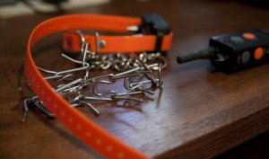 Ceza Tasmaları, Köpeğinizin Sağlığını Riske Sokuyor