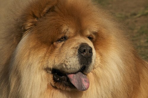 chow chow cinsi