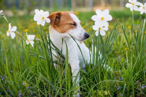 çiçekler arasında köpek
