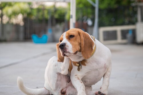 köpeklerde cilt alerjisi
