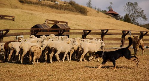 sürü ve çoban köpeği