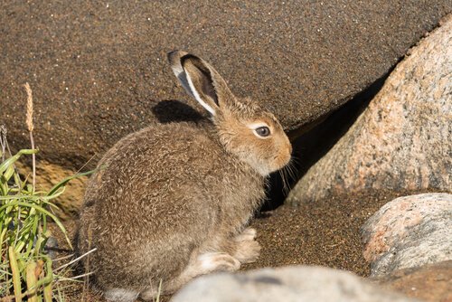 Soyu Tükenmekte Olan Yaban Tavşanı