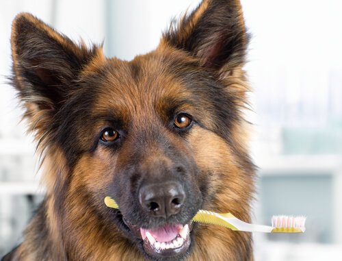 köpeğin ağzında diş fırçası