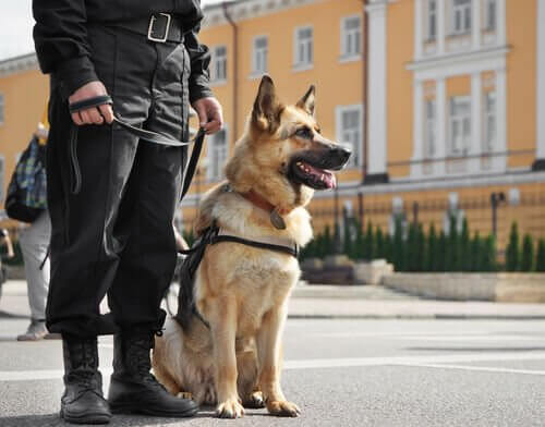 dişi polis köpekleri için isimler
