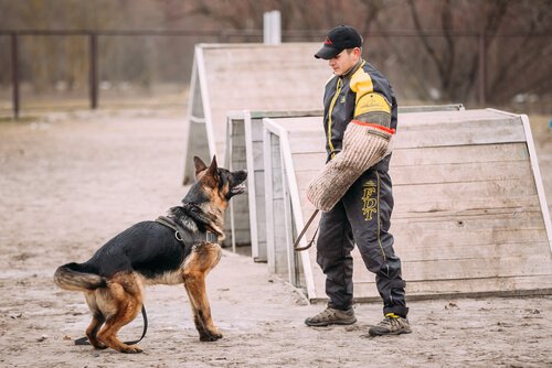 alman çoban köpeği eğitimde