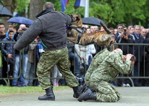 erkek polis köpekleri için isimler